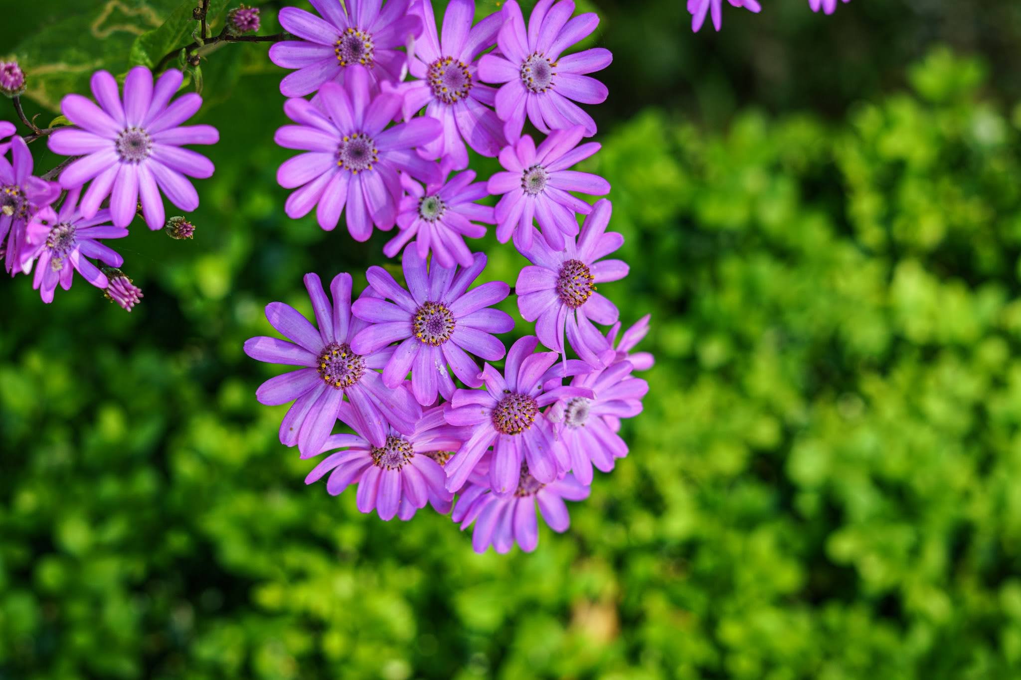 Flores moradas entre el follaje