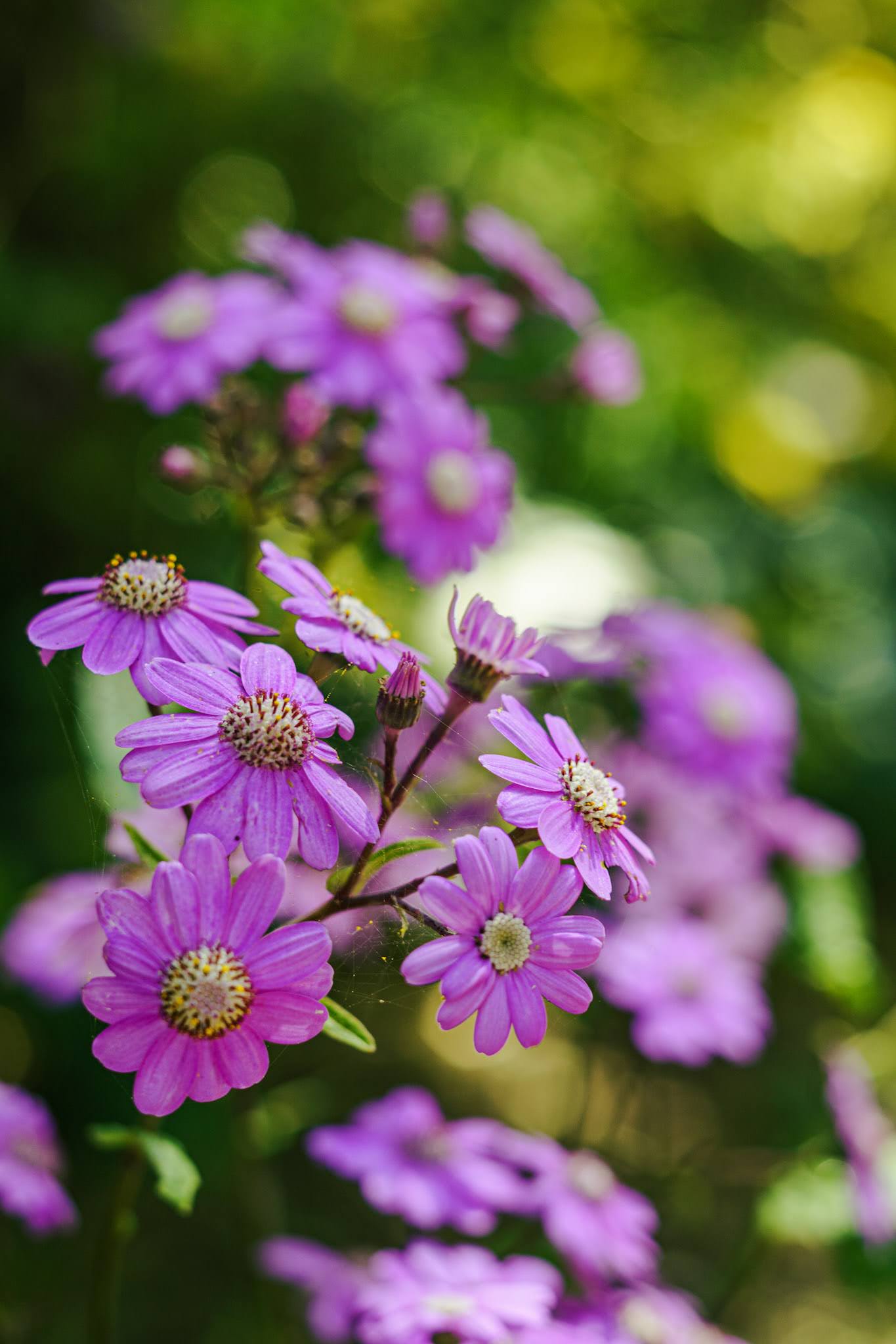 Flores de color violeta en los jardines del Parque Isidora Cousiño