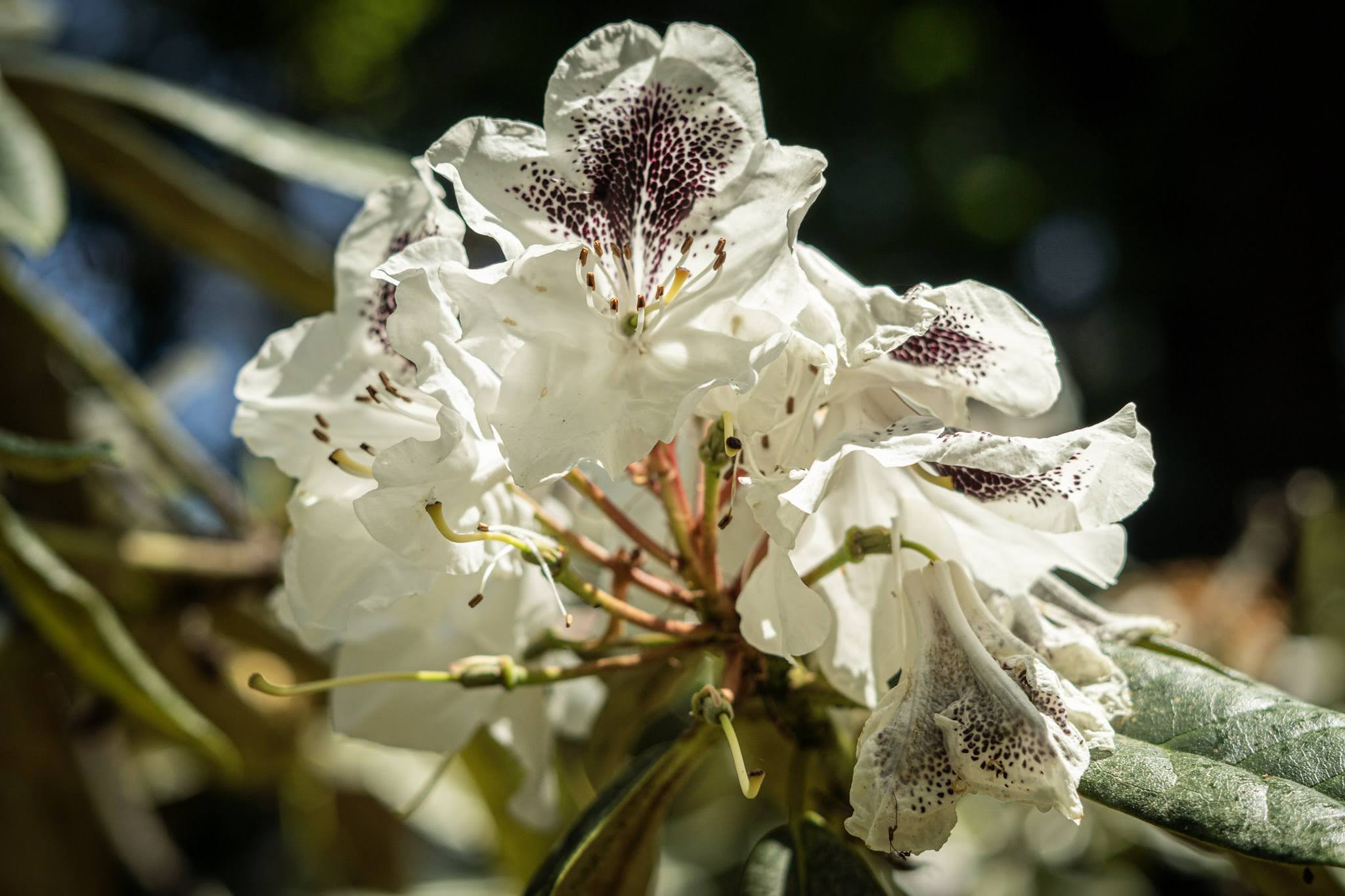 Detalles de una floración blanca